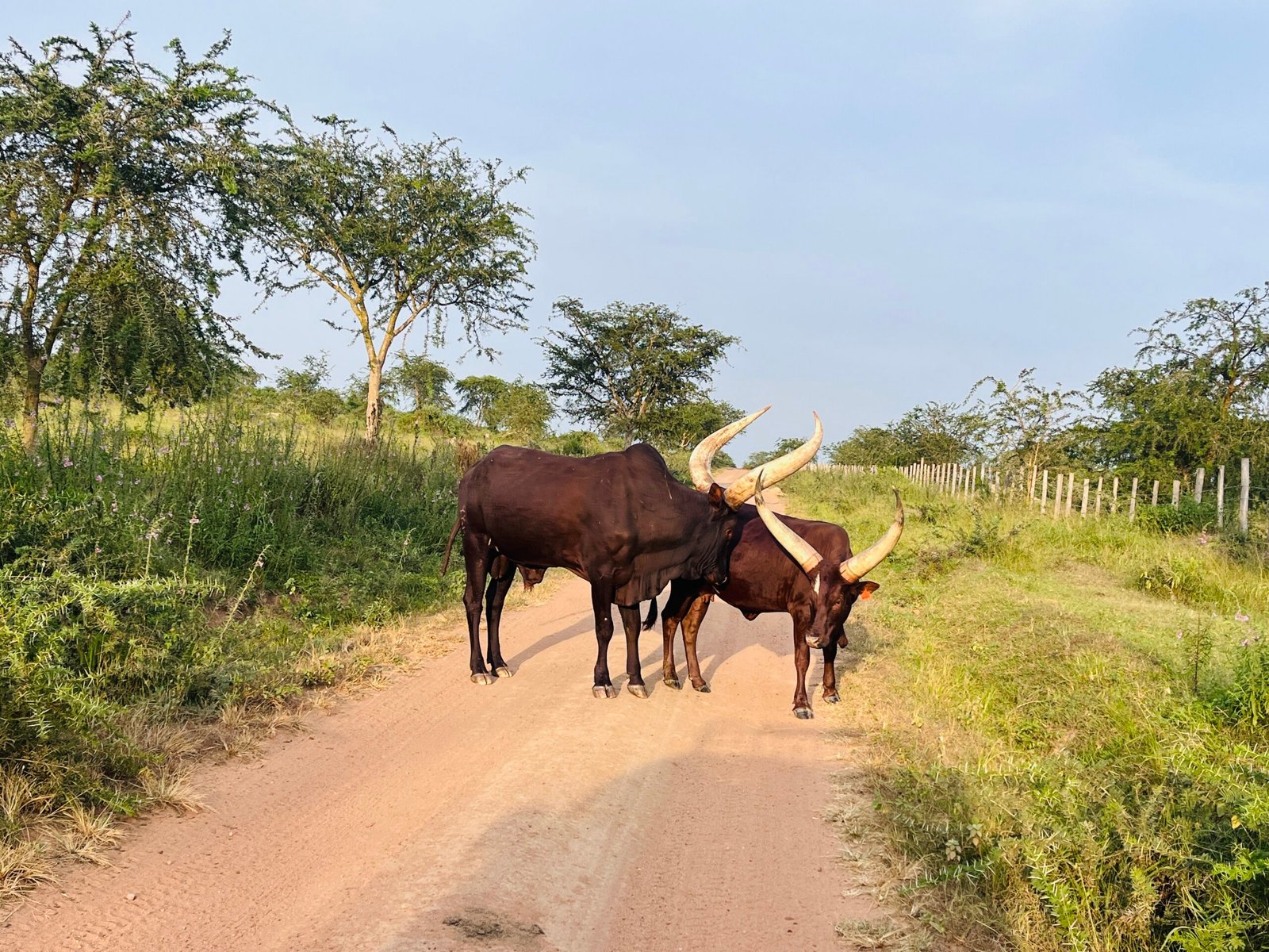 Safari and Tour Packages