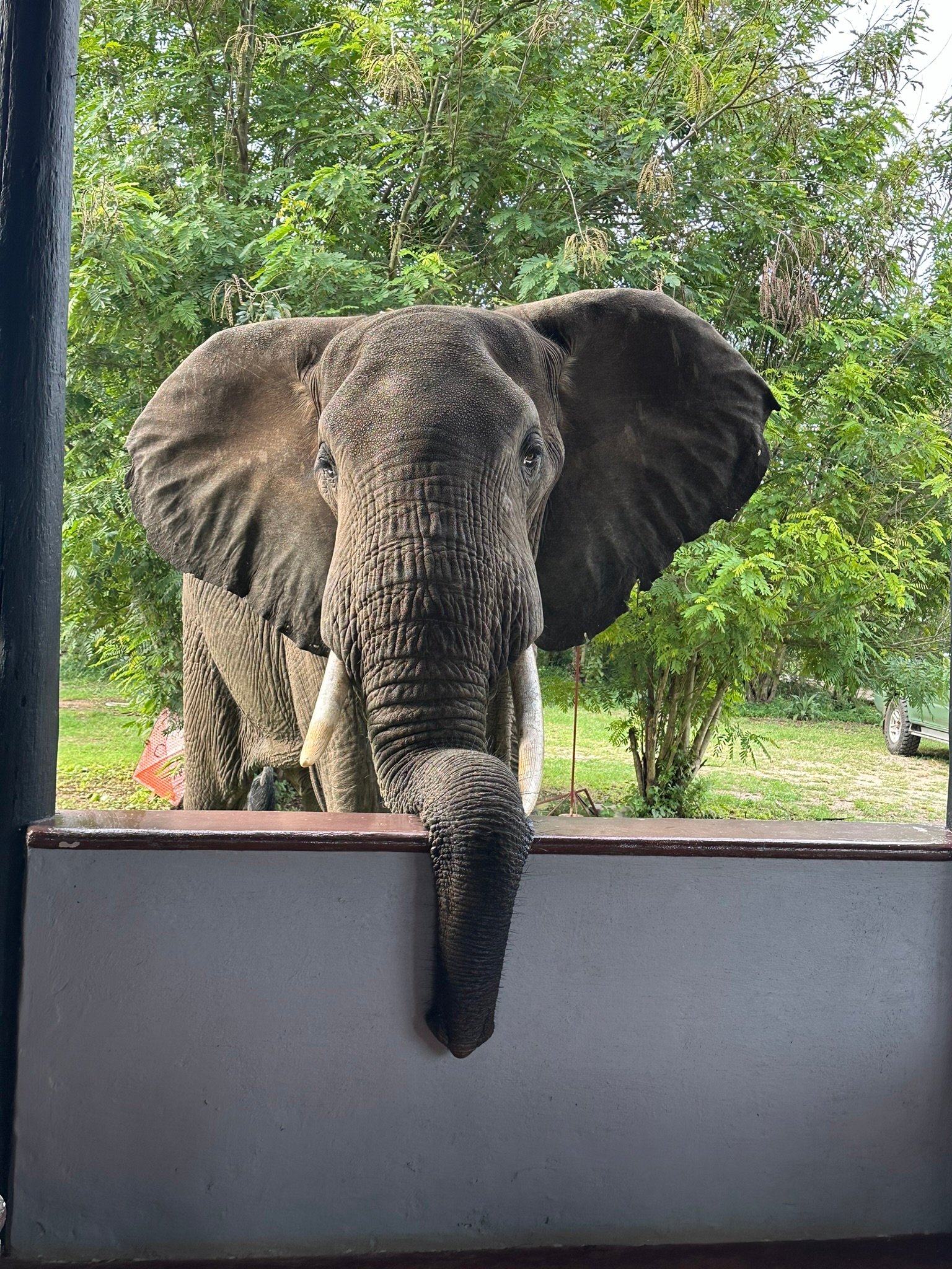Safari photo 8