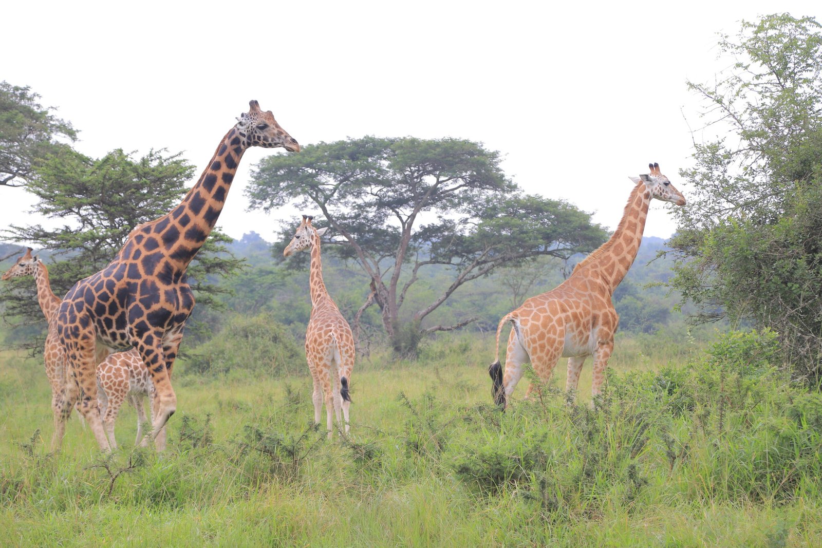 Safari photo 16