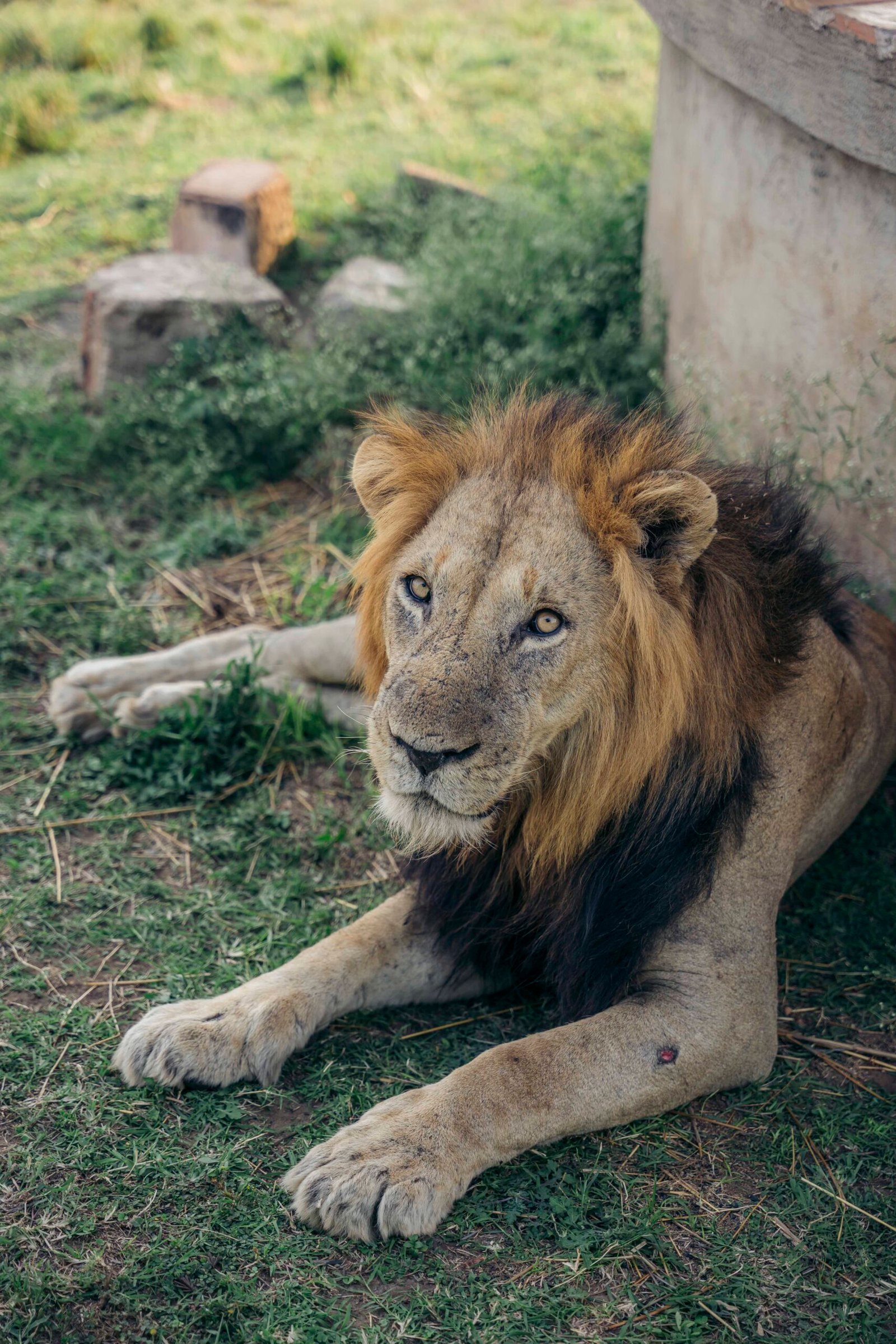 Safari photo 24